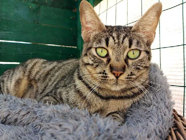 MAMY: MICIA TIGRATA DI 2 ANNI E MEZZO CERCA FAMIGLIA Foto 4